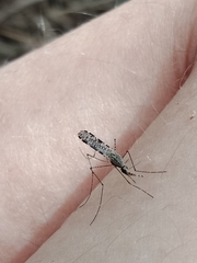 Anopheles annulipes