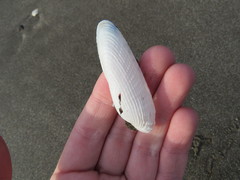 Cyrtopleura lanceolata