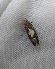 Epinotia trigonella