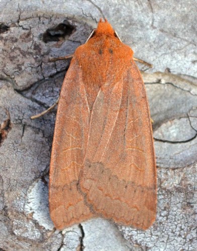 Footpath Sallow Moth