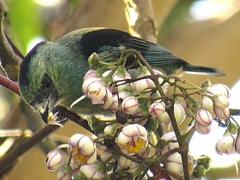 Tangara labradorides