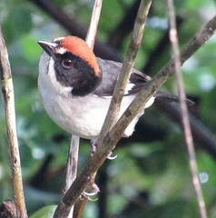 Atlapetes leucopterus