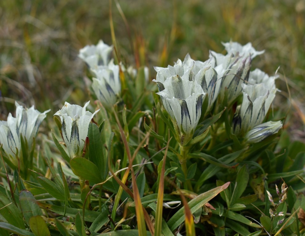 Gentiana algida