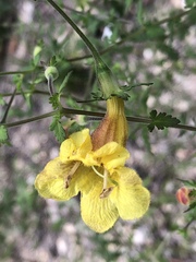 Aureolaria pedicularia