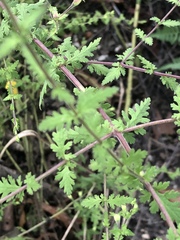 Aureolaria pedicularia