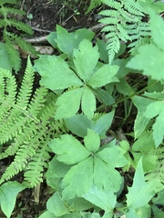 Sanicula smallii
