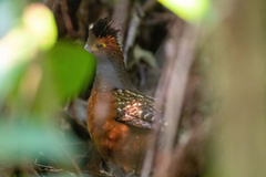 Odontophorus stellatus