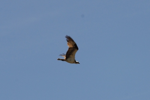 iNaturalist observation photo of Osprey