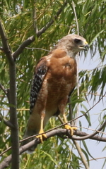 Buteo lineatus