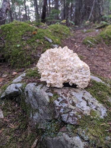 Hericiaceae image