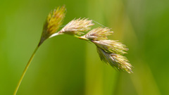 Carex scoparia