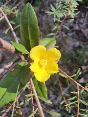 Hibbertia dentata