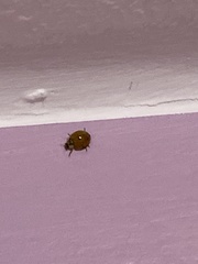 Harmonia axyridis