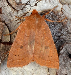 Epiglaea decliva