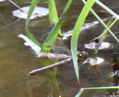 Boyeria vinosa