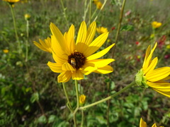 Helianthus silphioides