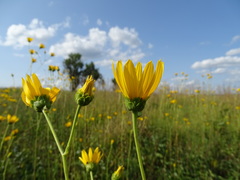 Helianthus silphioides