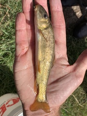 Catostomus ardens