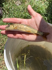 Catostomus ardens