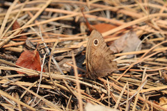 Cercyonis pegala ariane