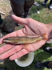 Pantosteus platyrhynchus