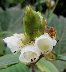 Elleanthus petrogeiton