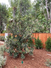 Arbutus × andrachnoides