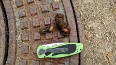 Didelphis virginiana