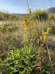 Solidago spectabilis