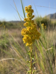 Solidago spectabilis
