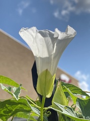 Calystegia silvatica fraterniflora