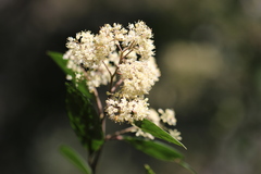 Pomaderris intermedia