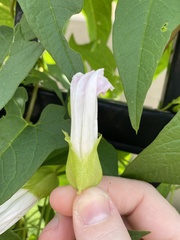 Calystegia silvatica fraterniflora