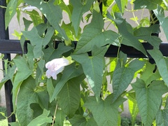 Calystegia silvatica fraterniflora