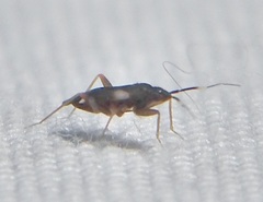 Cylapinae
