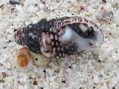 Cerithium adustum