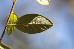 Pomaderris intermedia