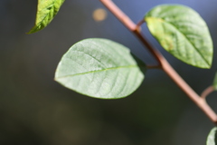 Pomaderris intermedia