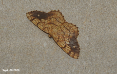 Exangerona prattiaria