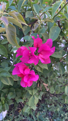 Bougainvillea