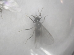 Lasius neoniger