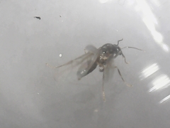 Lasius neoniger
