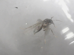 Lasius neoniger