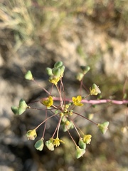 Cleomella parviflora