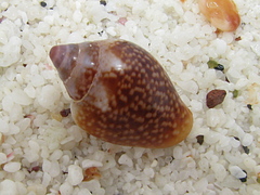 Columbella