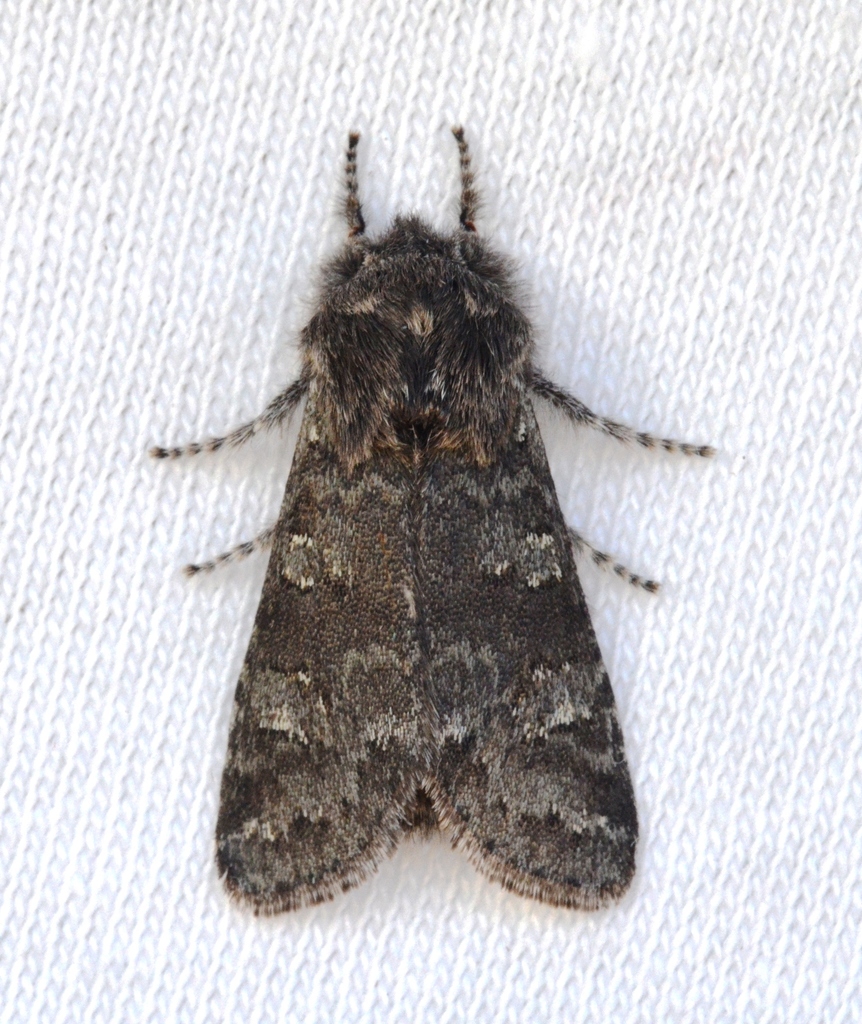 Roland's Sallow