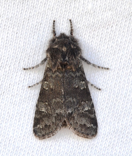Roland's Sallow