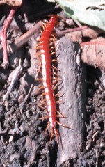 Scolopocryptops gracilis