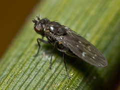 Scatella nitidithorax
