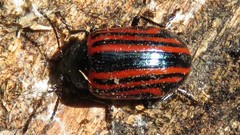 Calligrapha percheroni